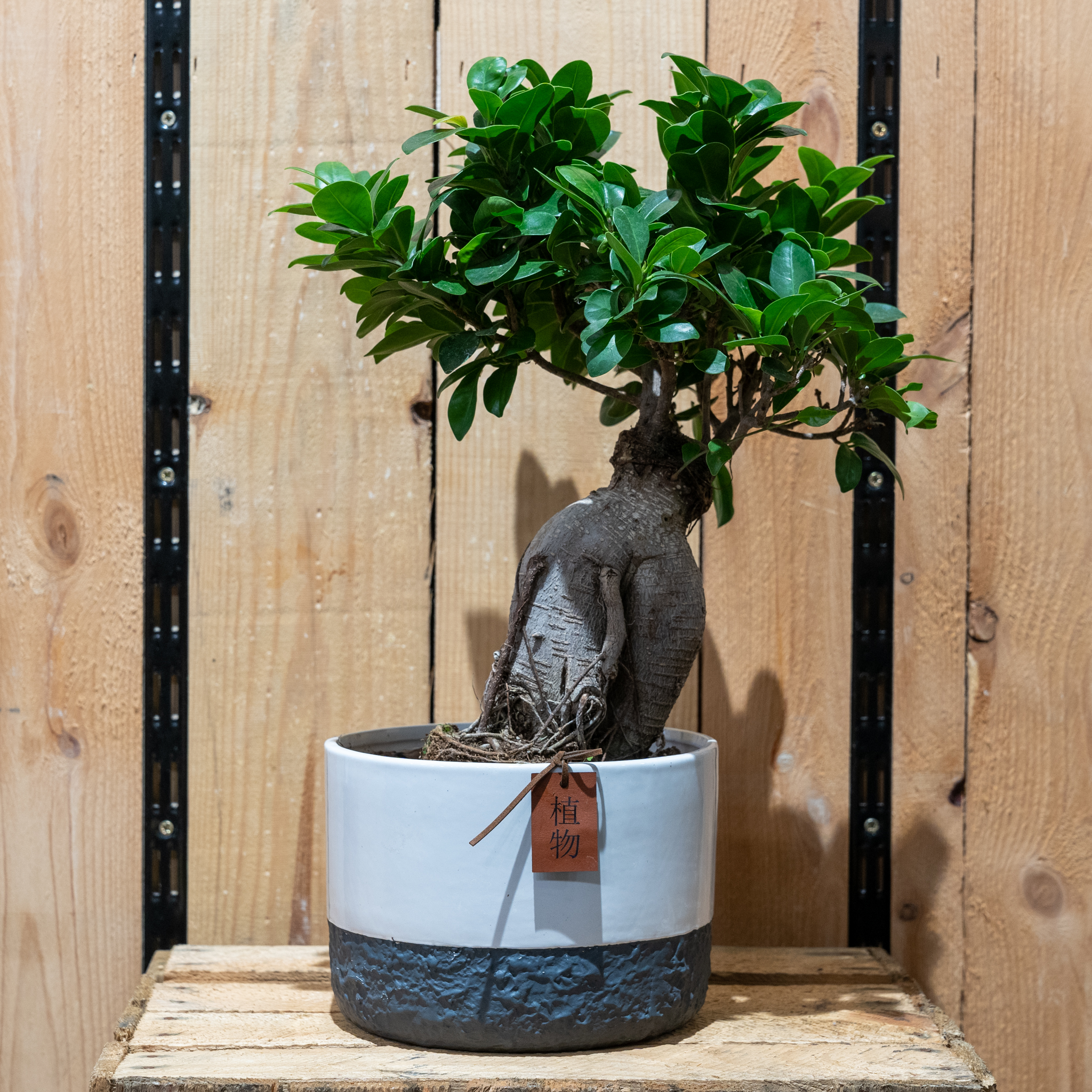 bonsai serissa en fleur