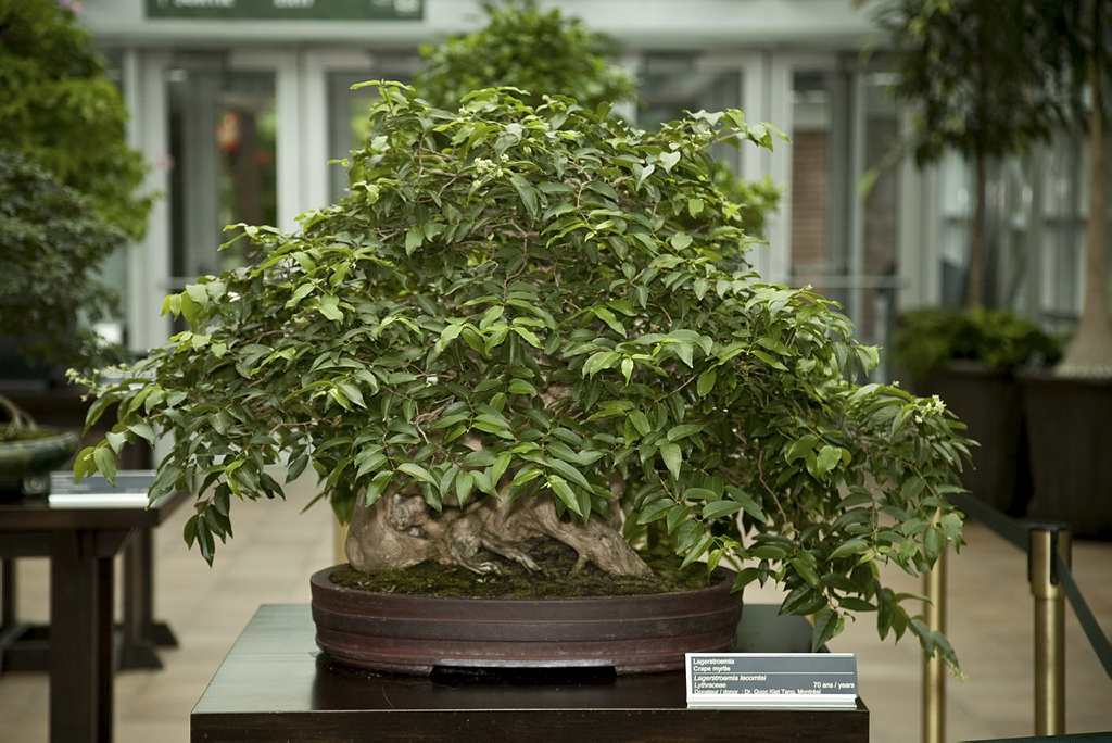 bonsai serissa entretien
