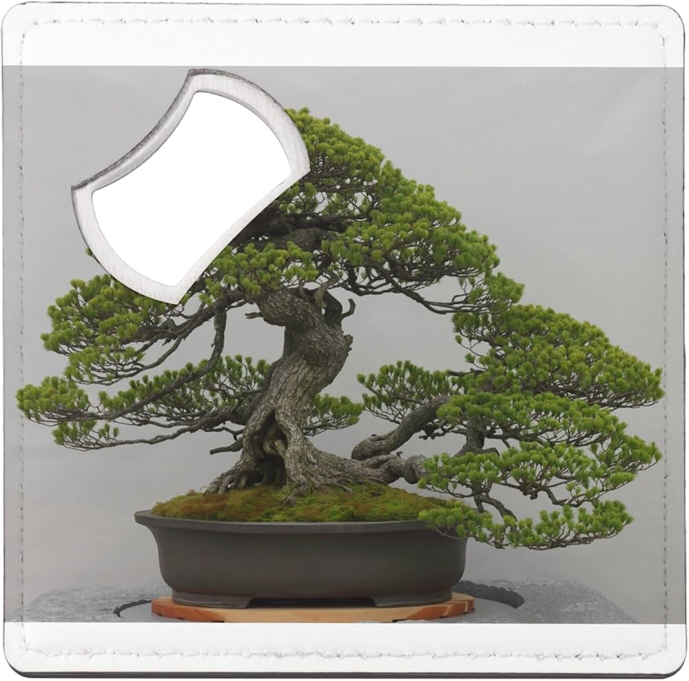bonsai sous verre