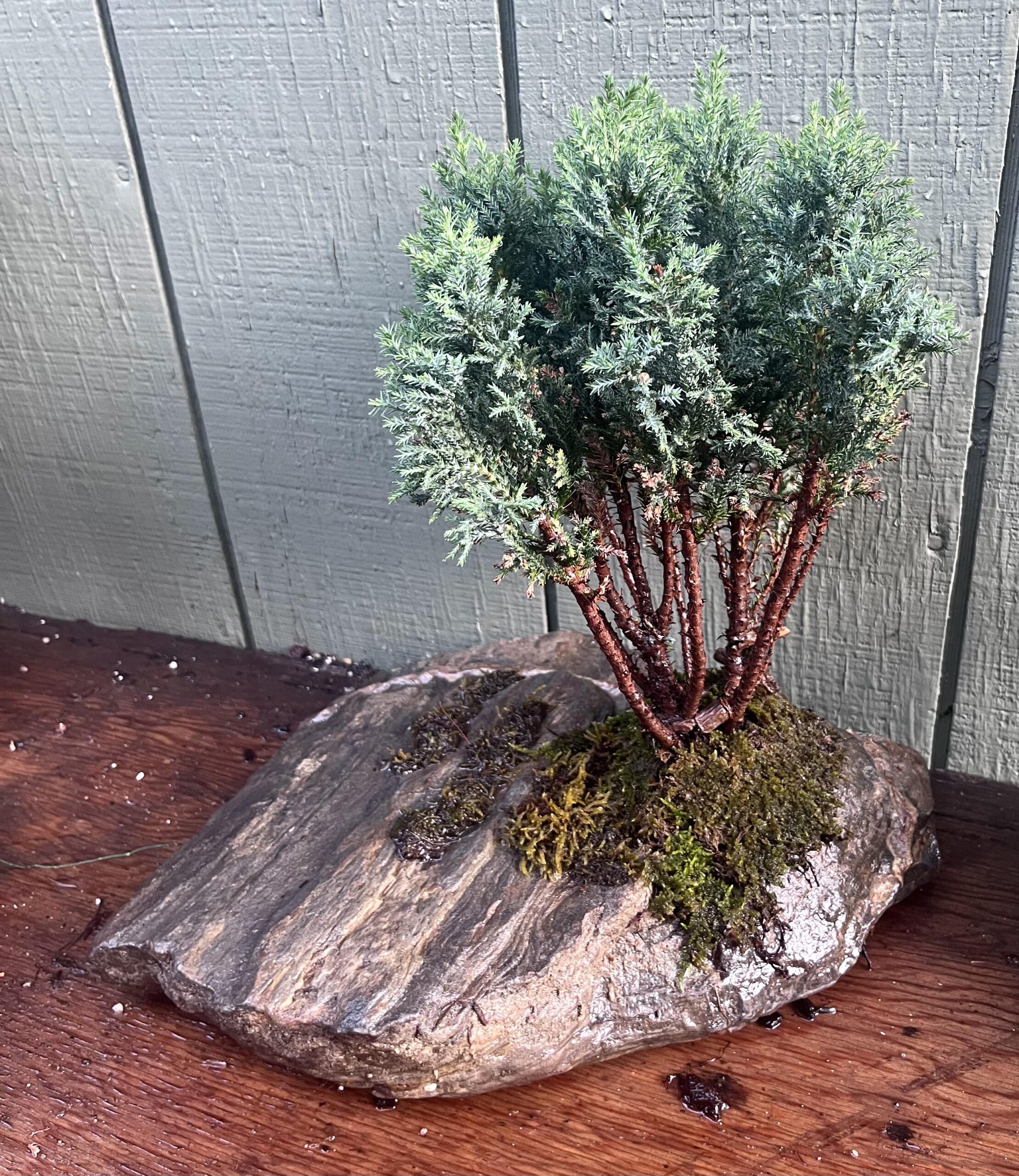 bonsai sur roche
