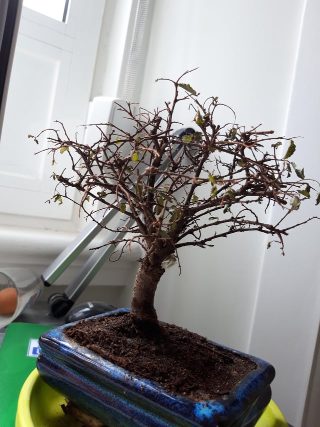 bonsai tout sec