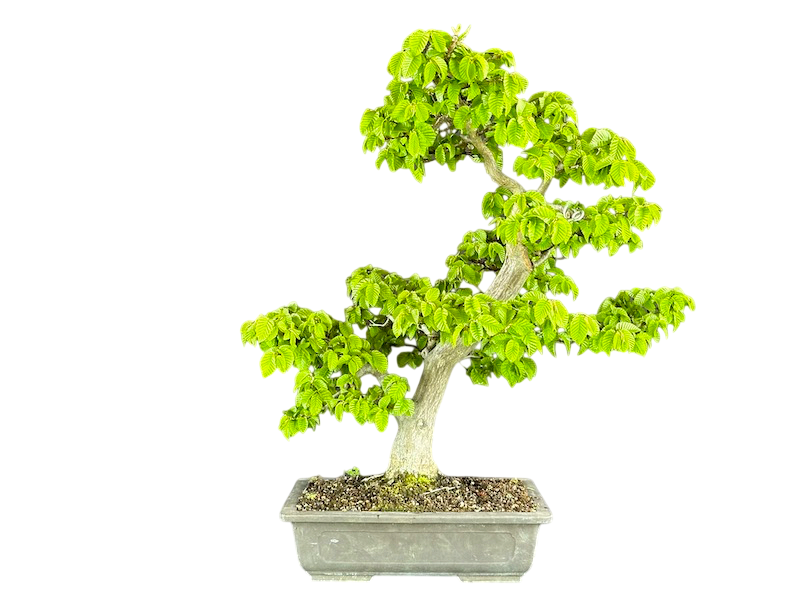 charme en bonsai