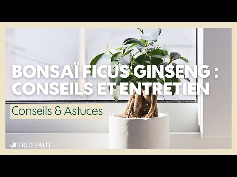 entretien bonsai ficus ginseng interieur