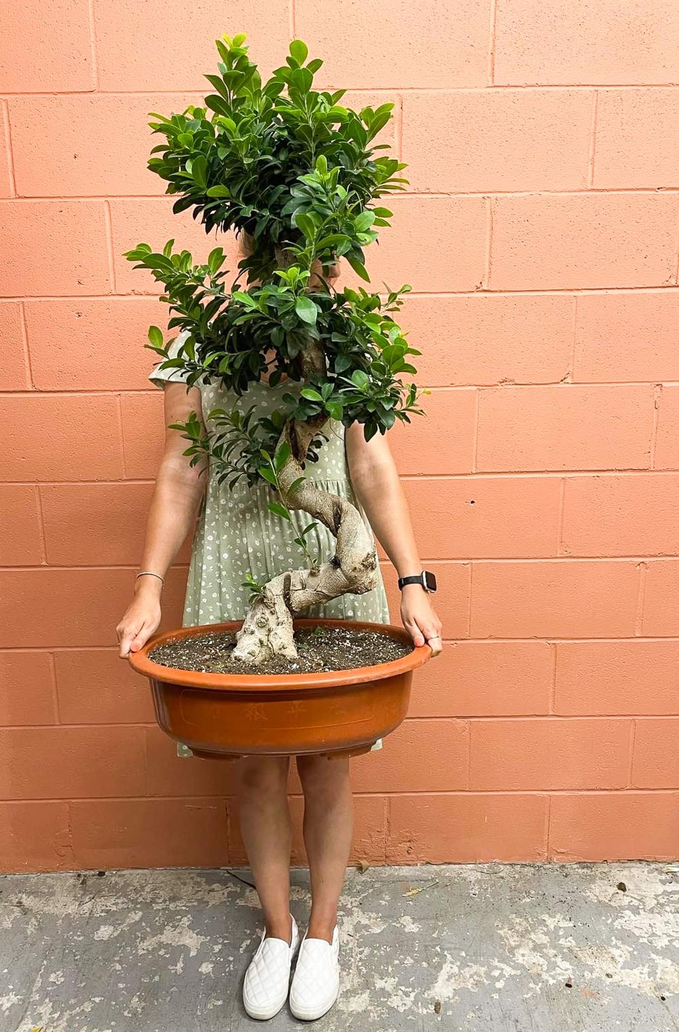 entretien bonsai ficus microcarpa
