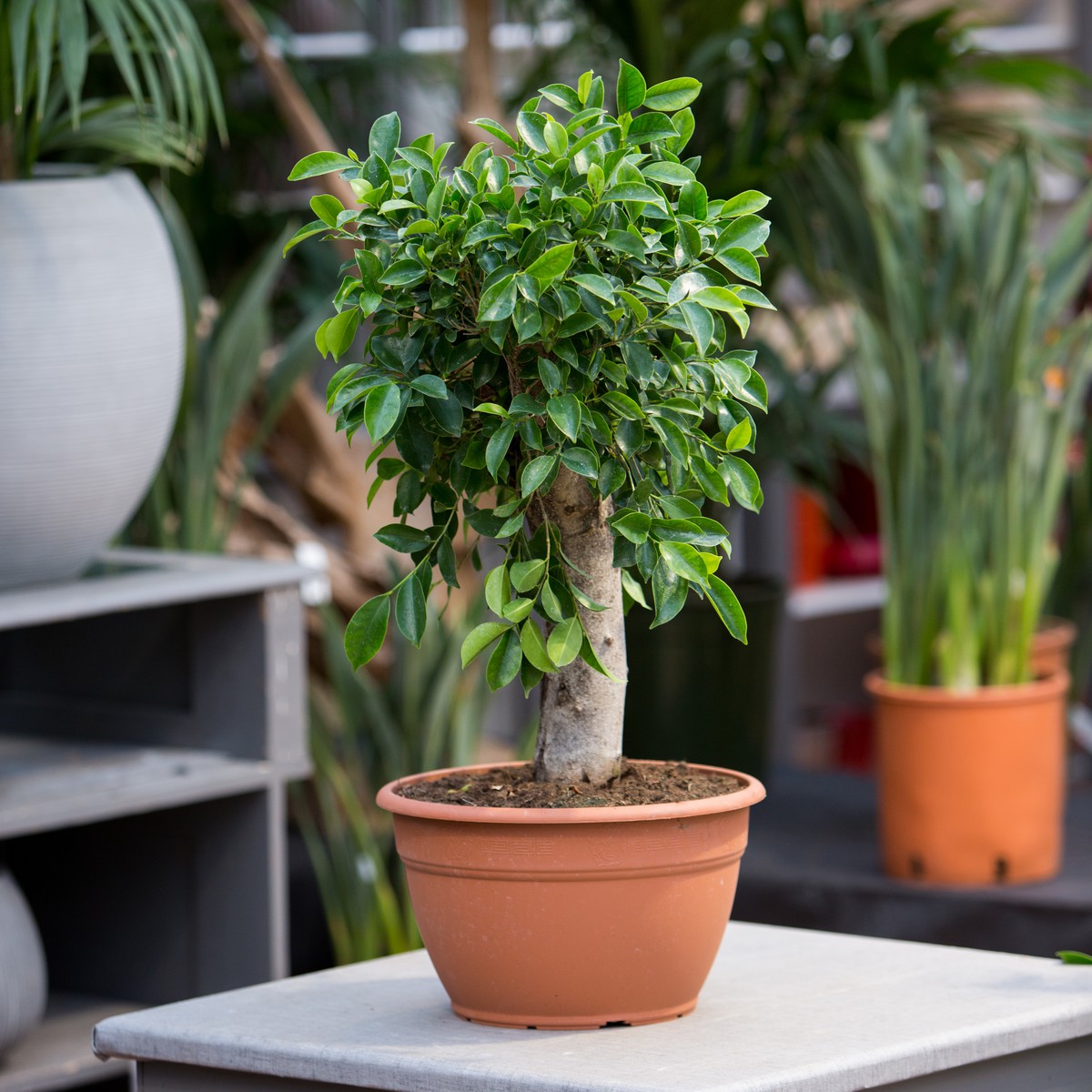 entretien bonsai ficus retusa