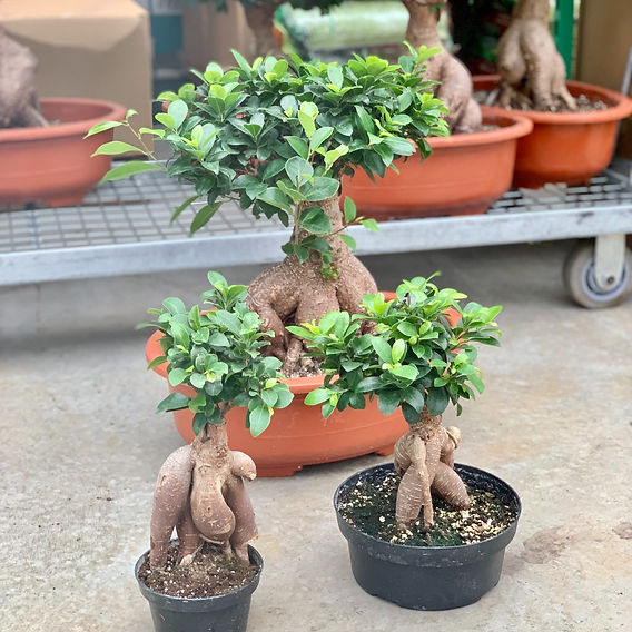 entretien bonsai figuier