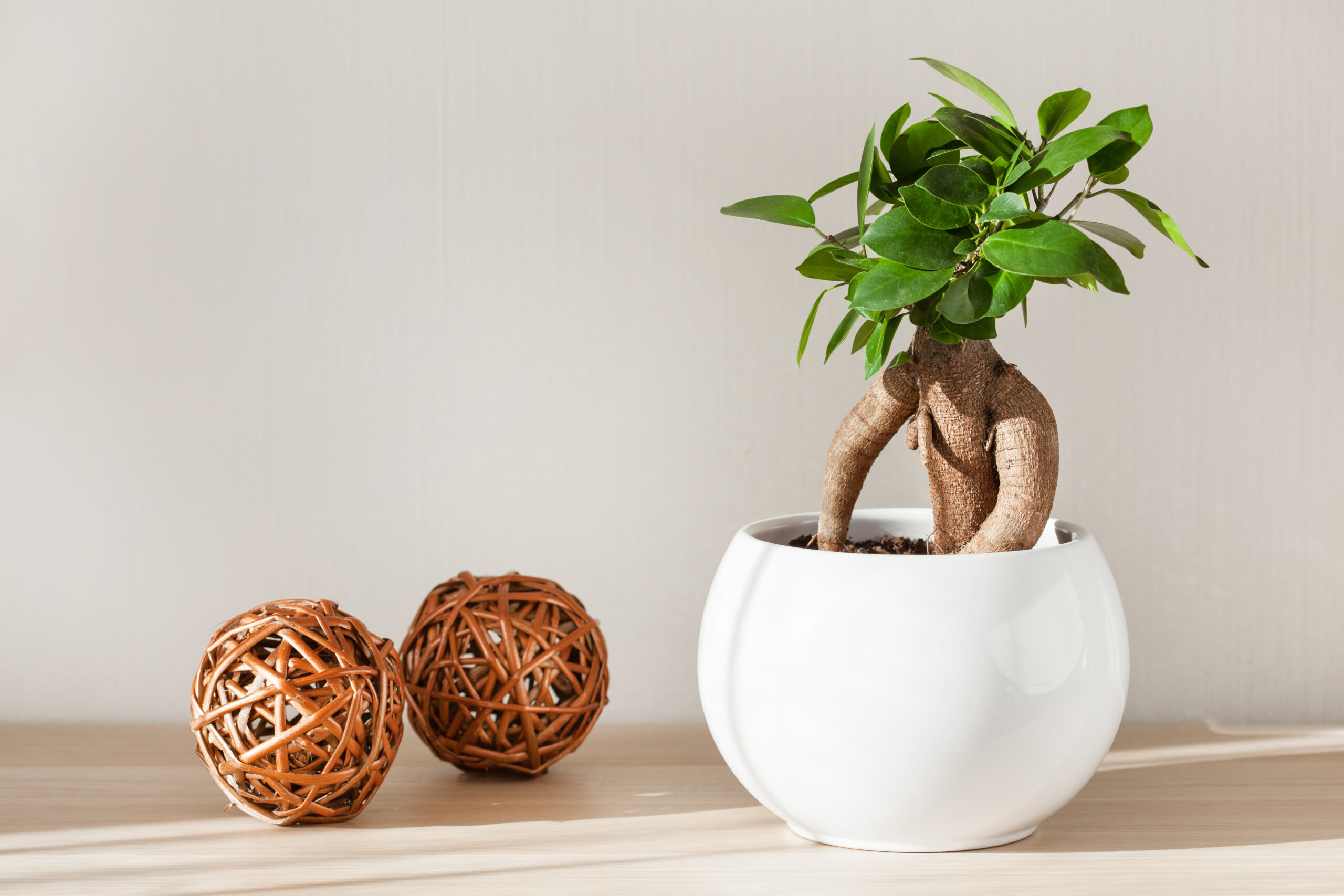 entretien bonsai ginseng