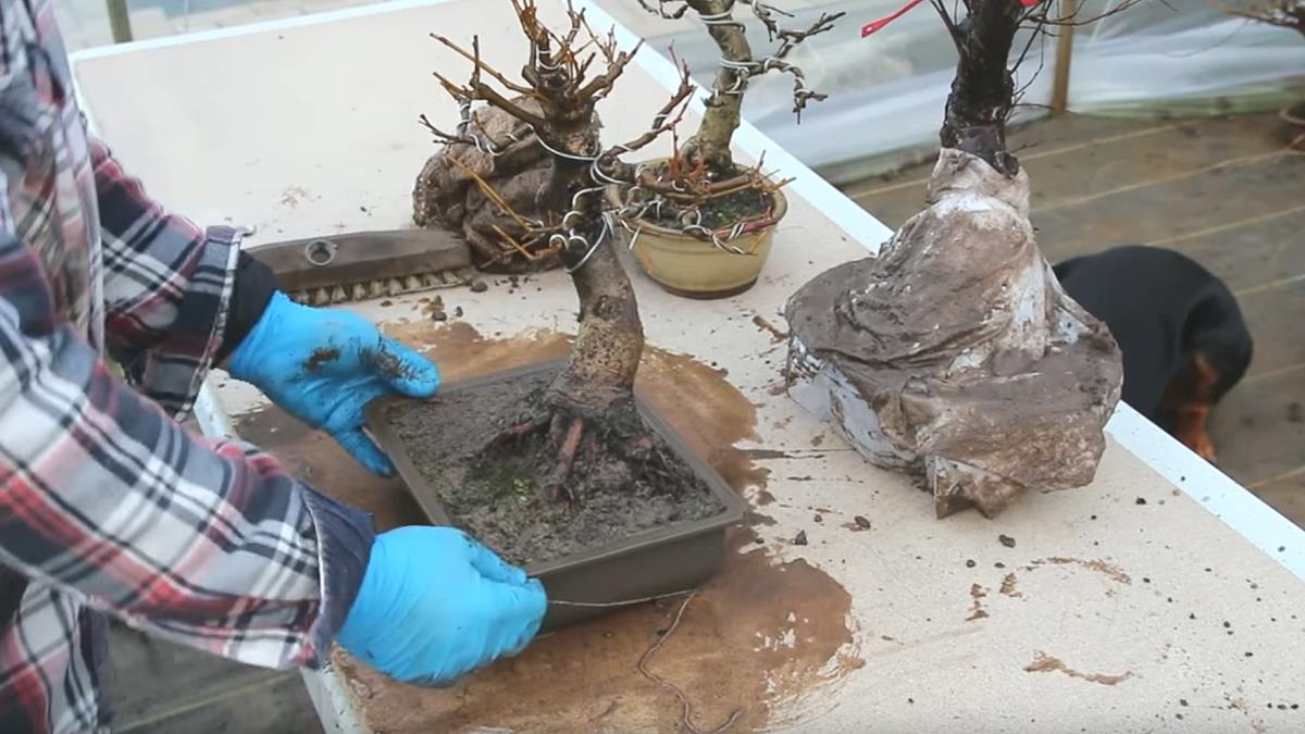 entretien bonsai hiver