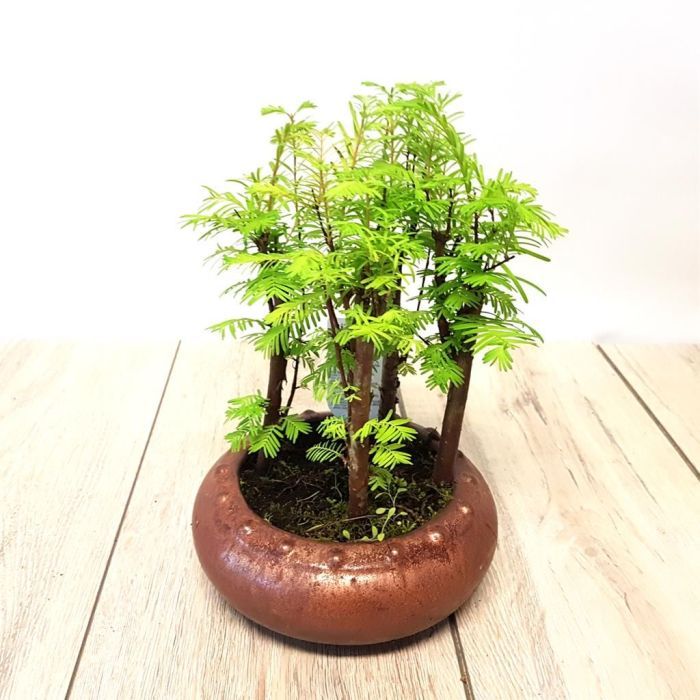 entretien bonsai metasequoia
