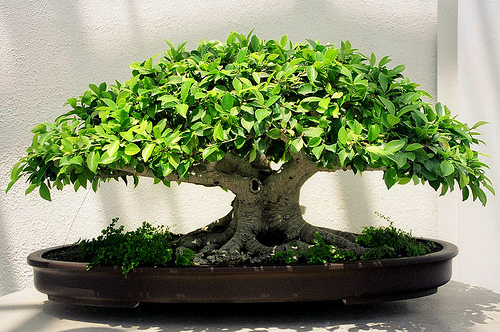 entretien bonsai zelkova