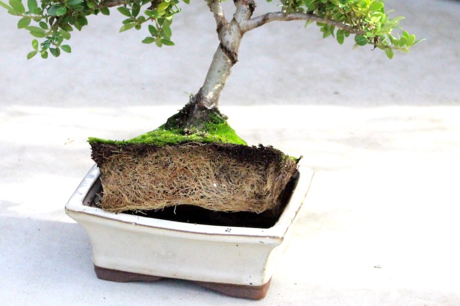 entretien d un bonsaï en pot