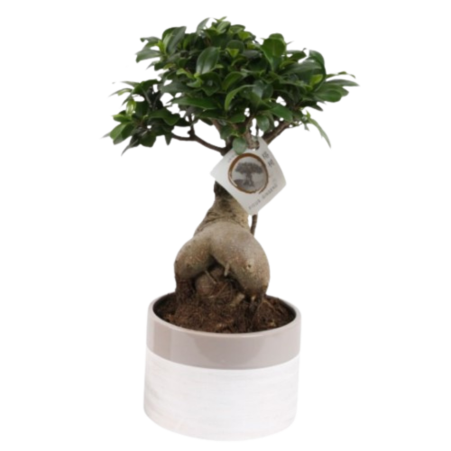 entretien d un bonsai ficus