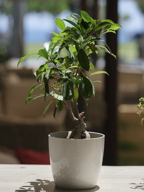 entretien d un ficus bonsai