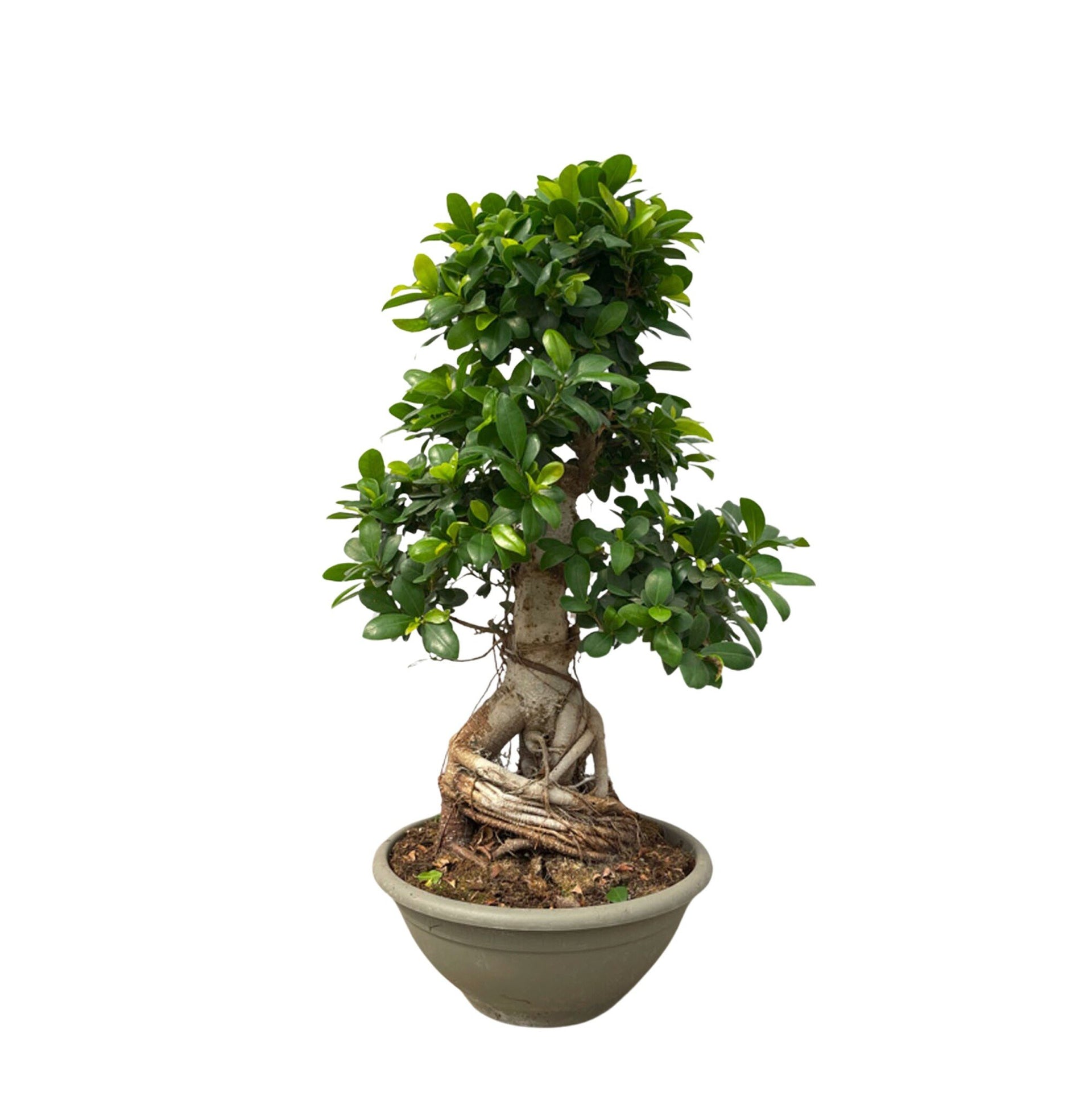 entretien ficus bonsai ginseng