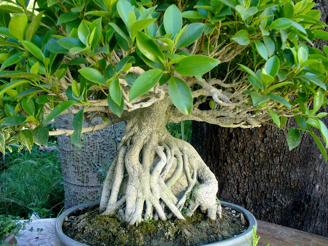 entretien ficus ginseng bonsai
