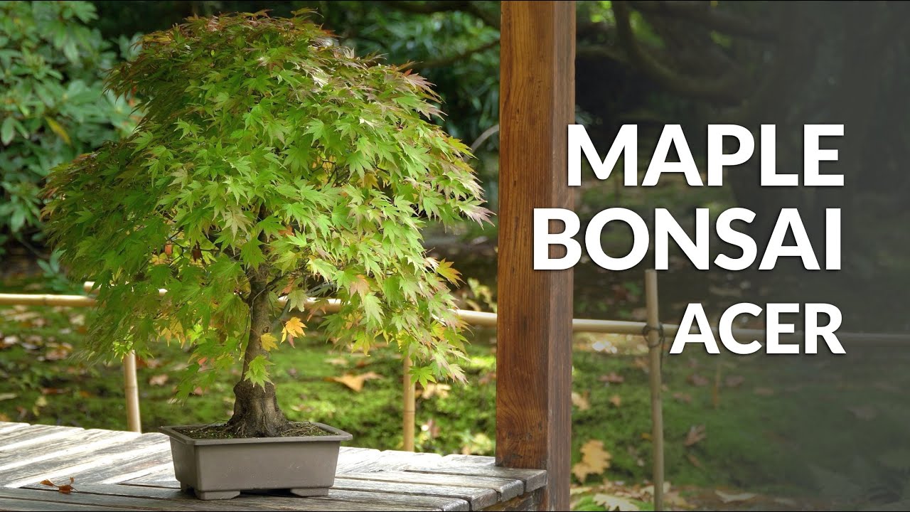 bonsaï érable du japon entretien