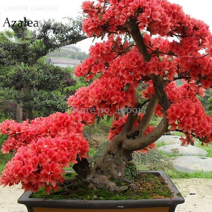 bonsaï rhododendron