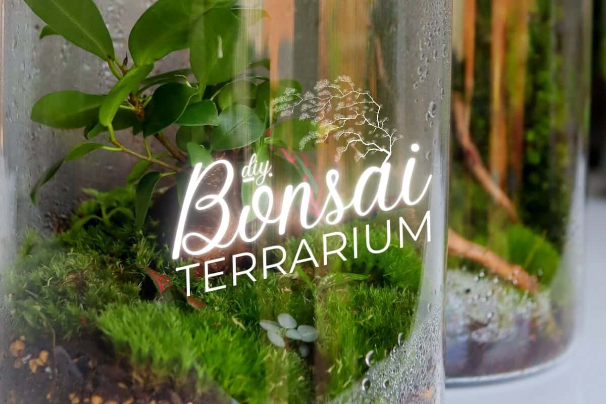 bonsaï terrarium
