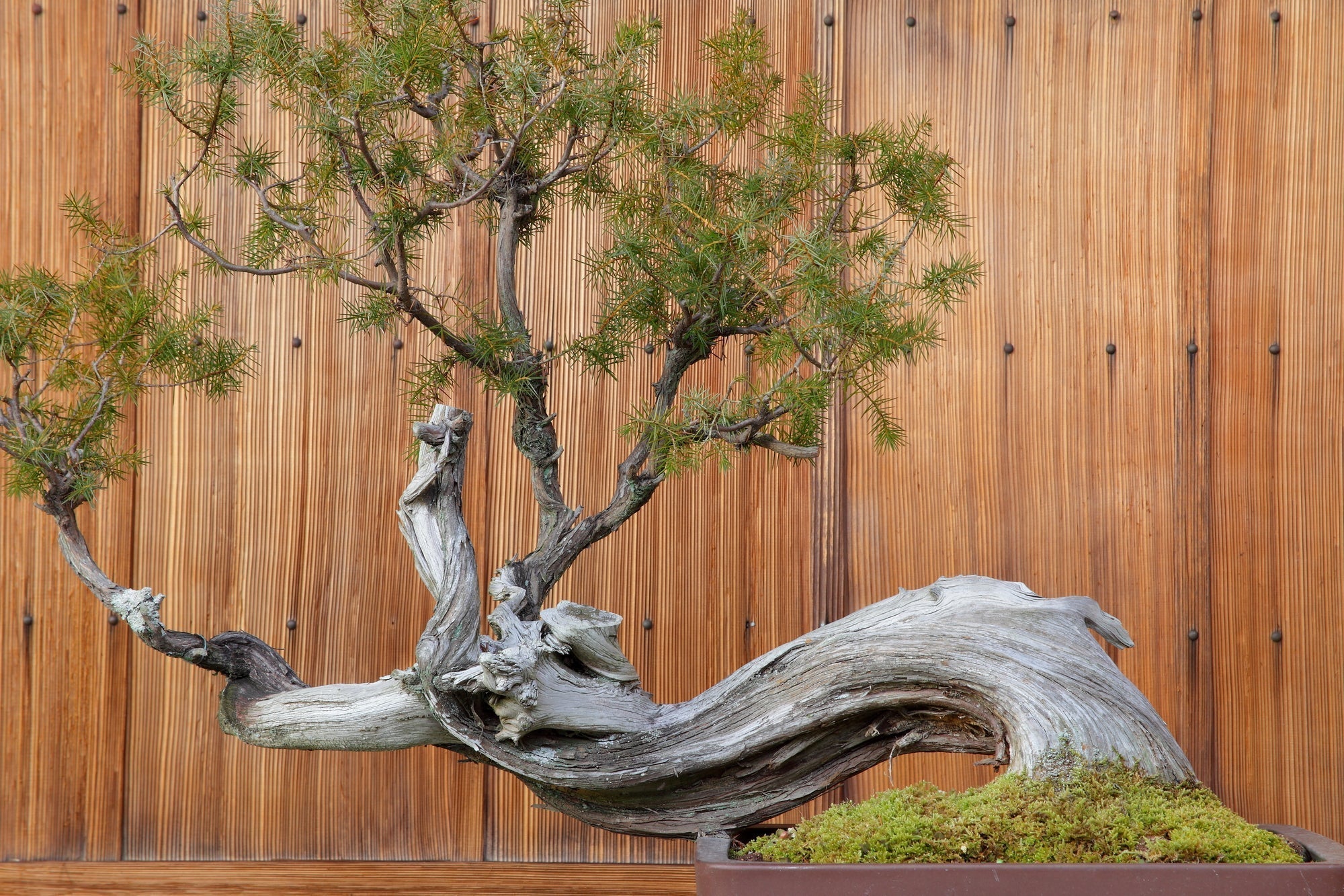 bonsaï tree