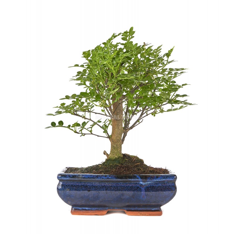 bonsaï zanthoxylum piperitum