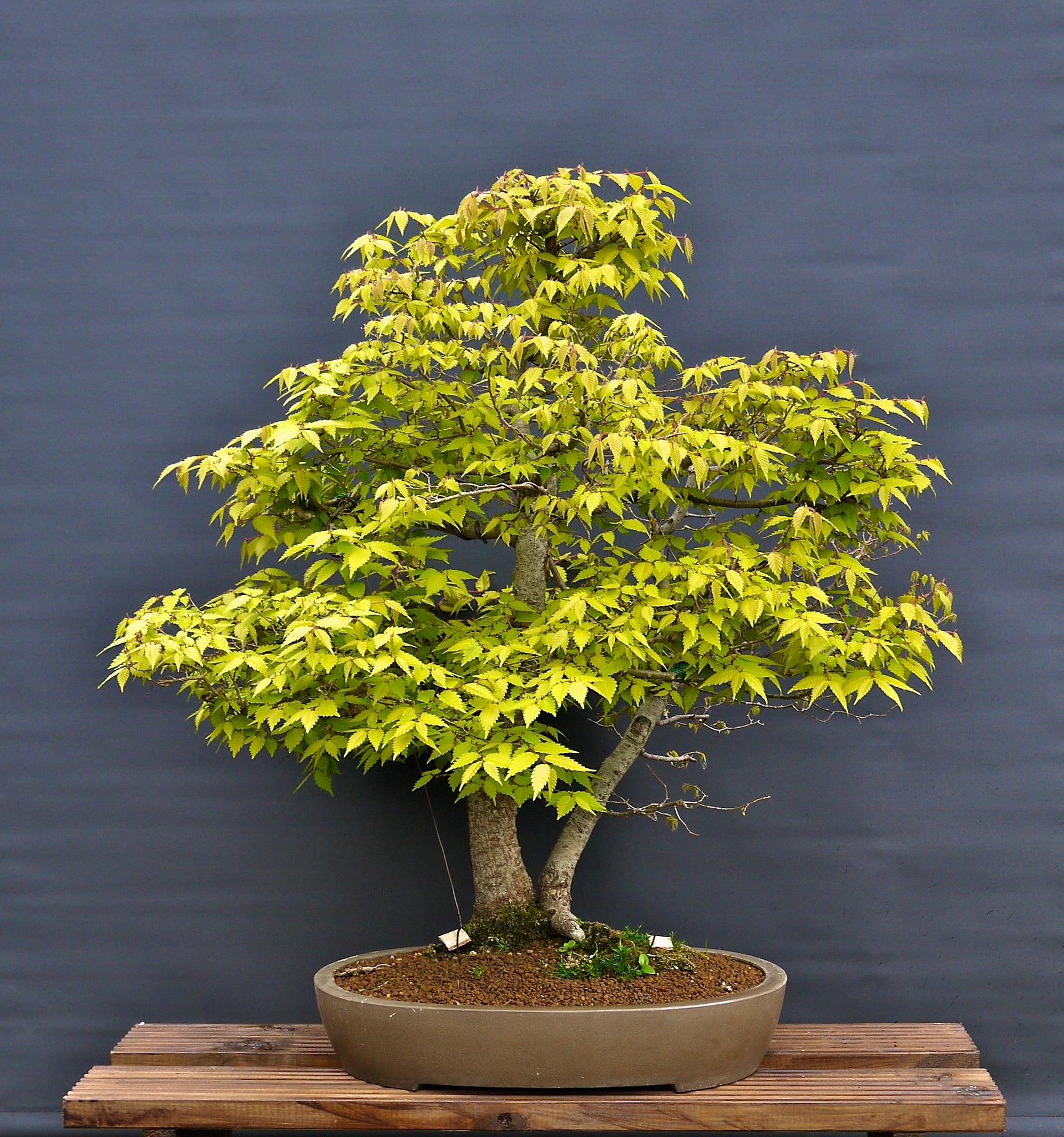 bonsaï zelkova
