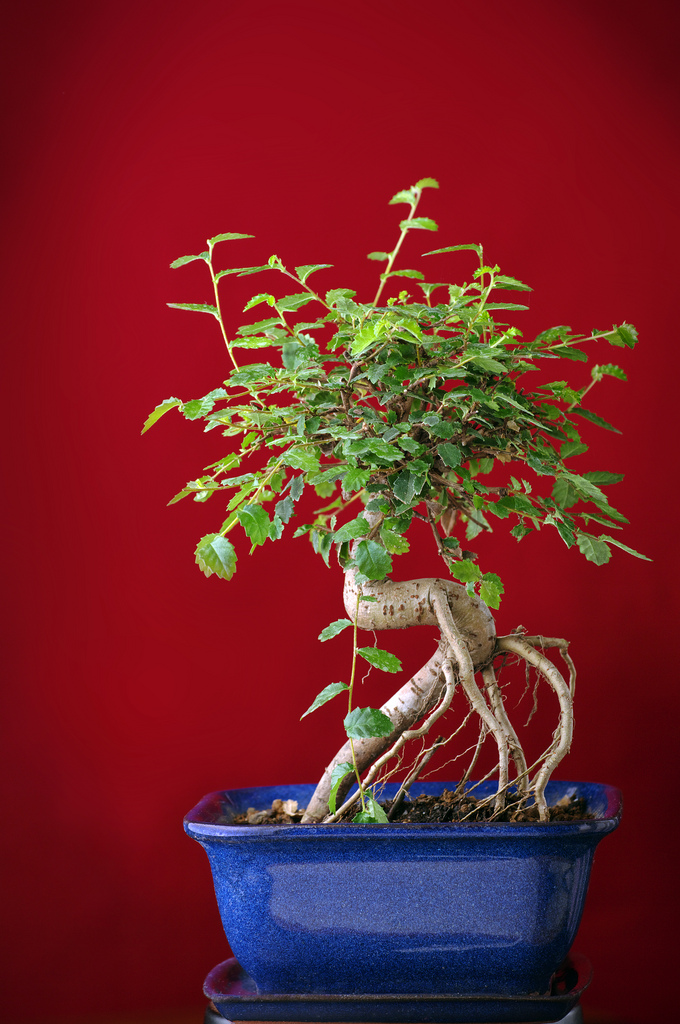 bonsaï zelkova entretien