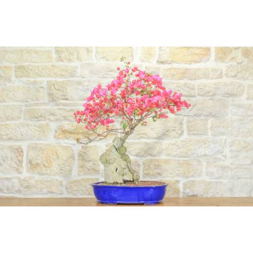 bougainvillier bonsaï