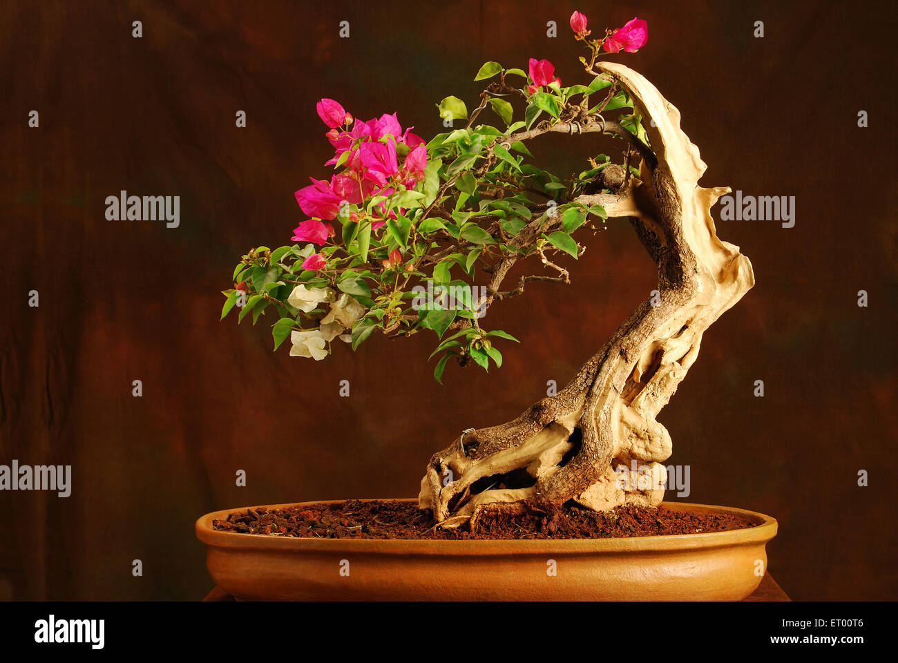 bougainvillier en bonsai