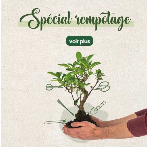 boutique bonsai en ligne