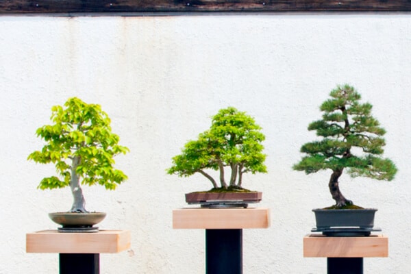entretien mini bonsai