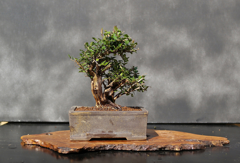 entretien olivier bonsai