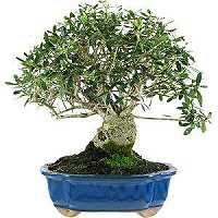 entretien olivier bonsai en pot