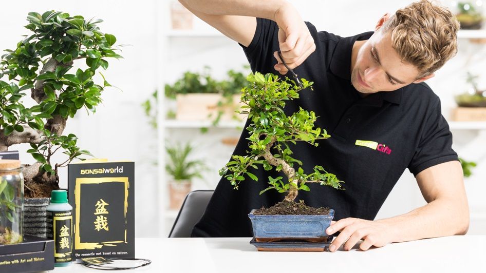 entretien plante bonsai