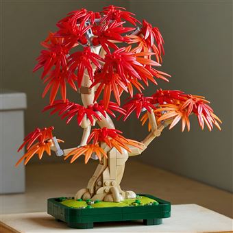 bonsai d erable