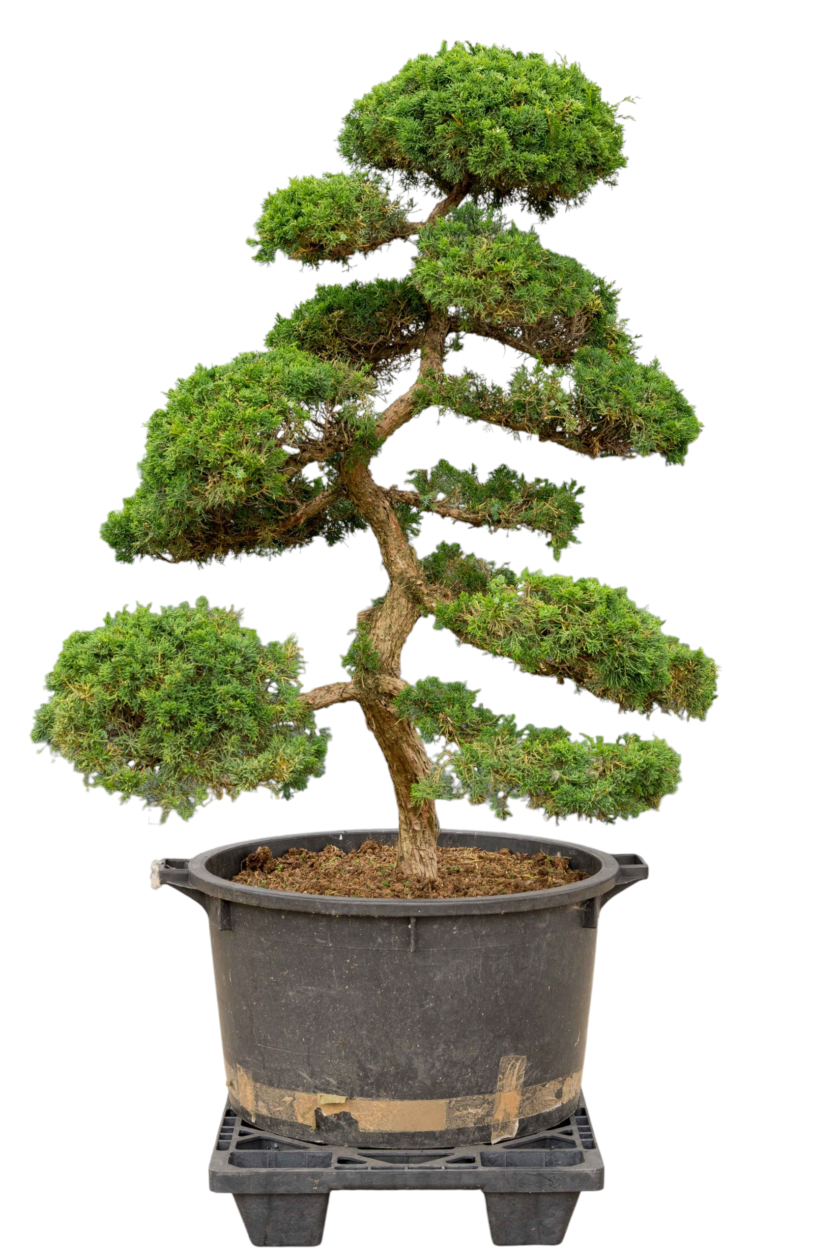 bonsai delbard