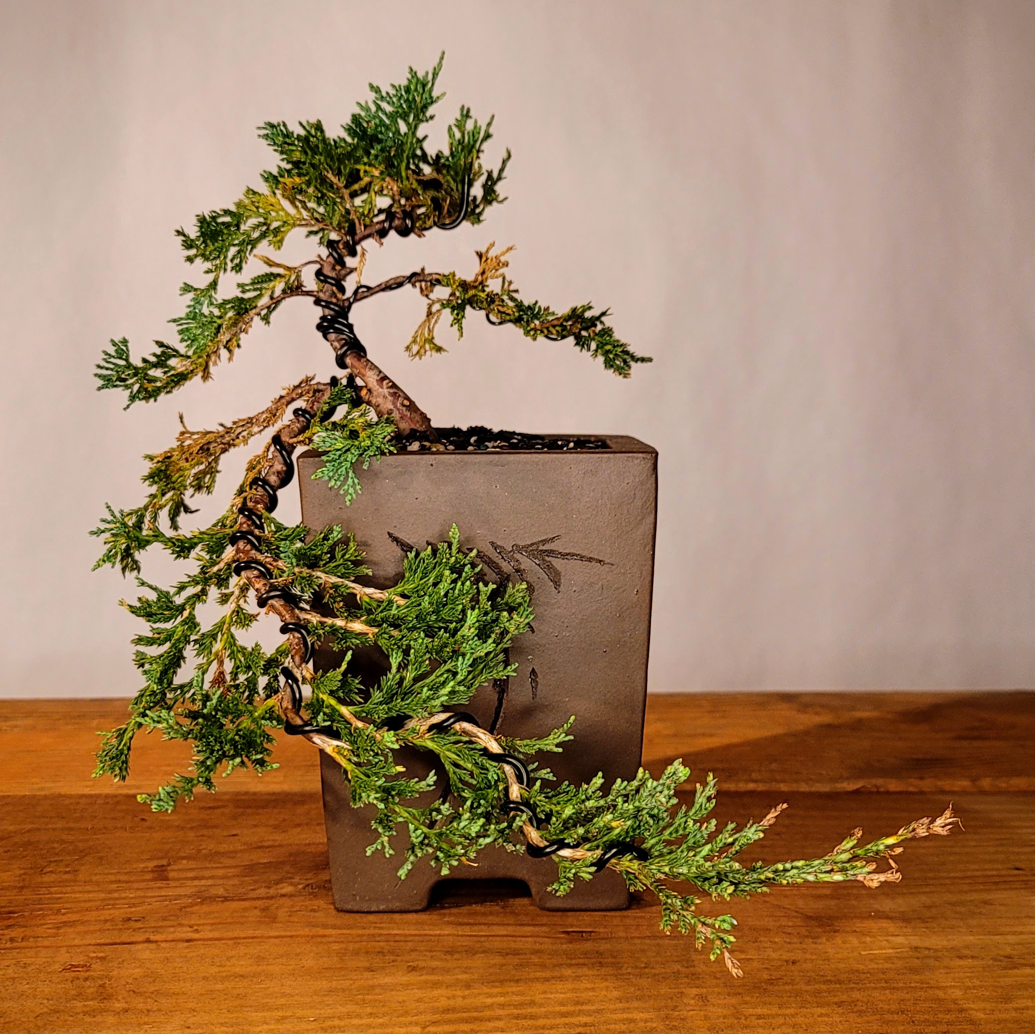 bonsai en cascade