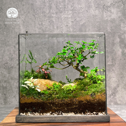 bonsai en terrarium