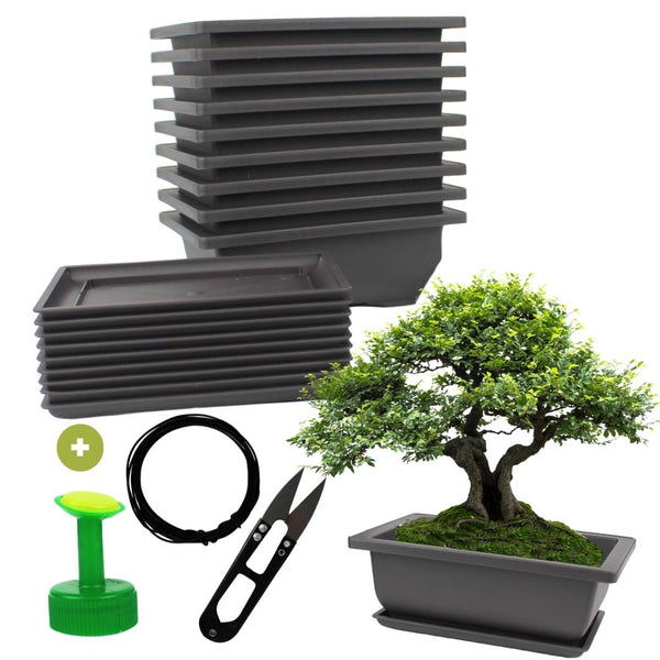 bonsai entretien facile