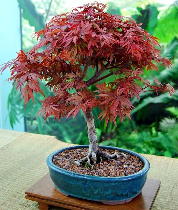 bonsai erable bleu
