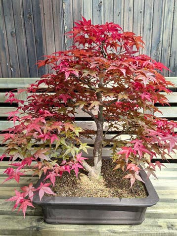bonsai erable du japon prix