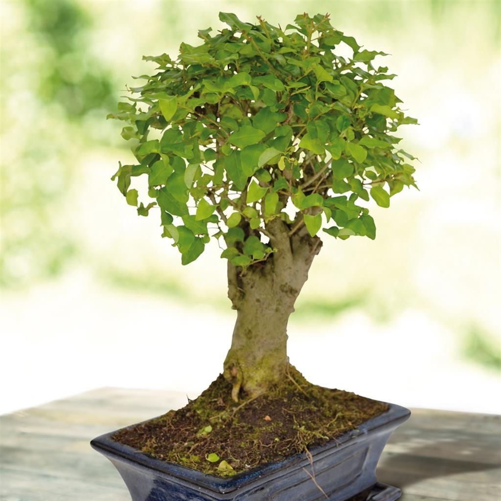 bonsai exterieur en pot