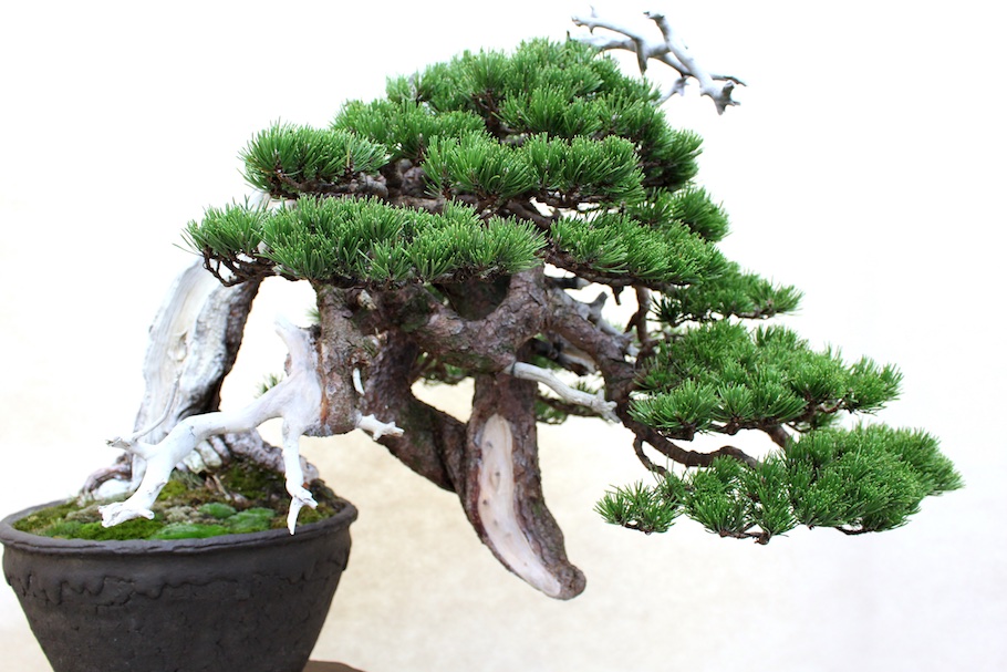 bonsai exterieur pin