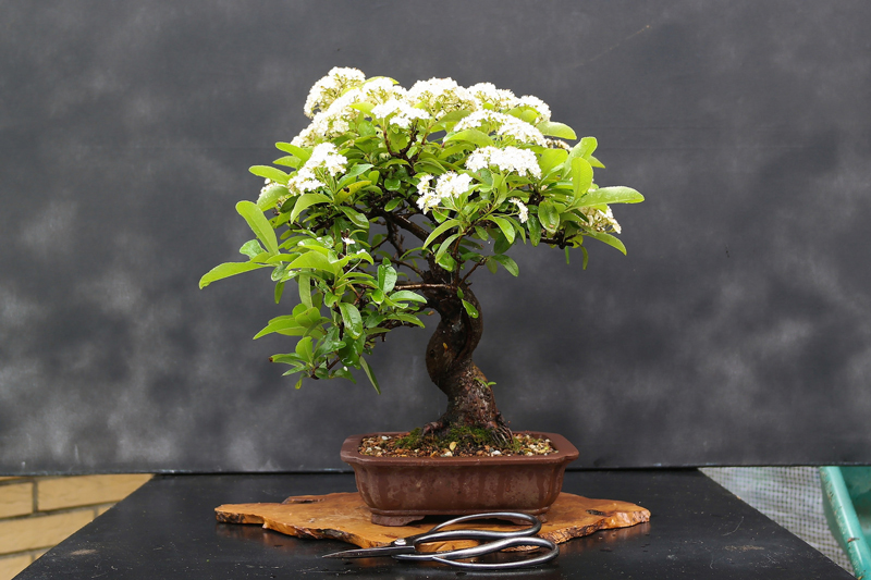 bonsai facile a entretenir