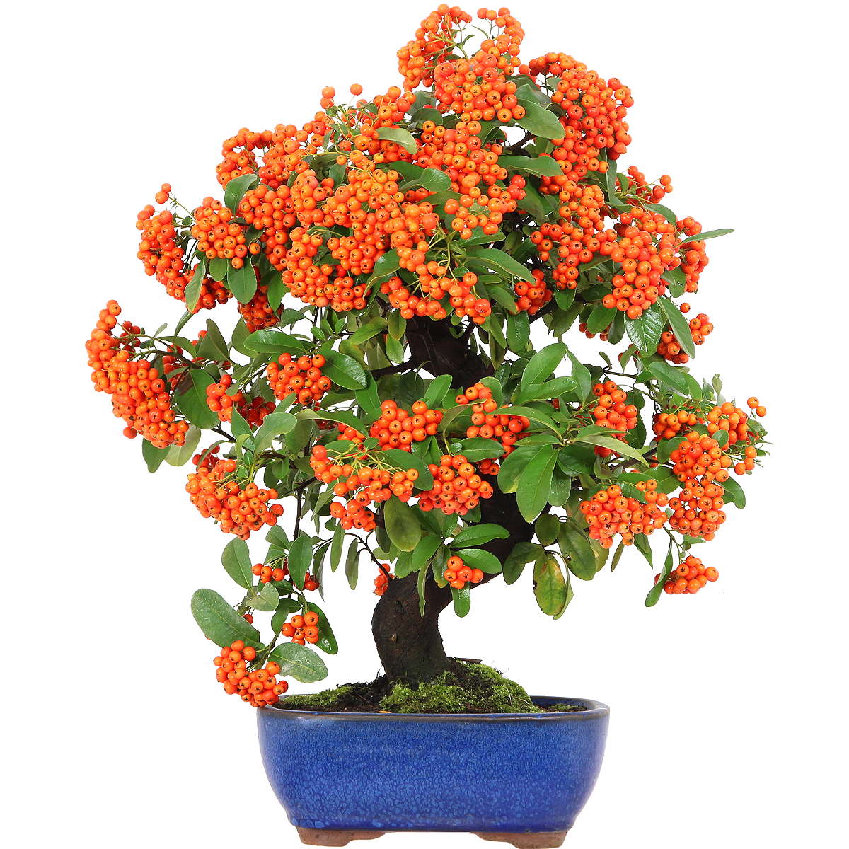 bonsai facile d entretien