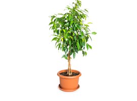 bonsai famiflora