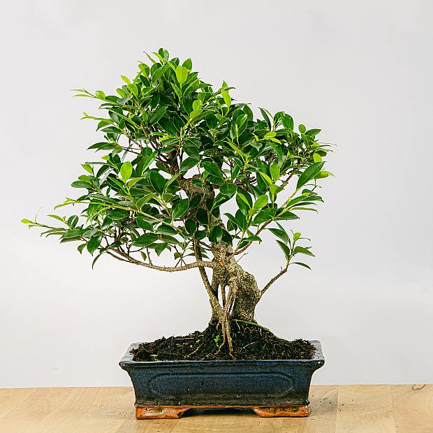 bonsai ficus achat
