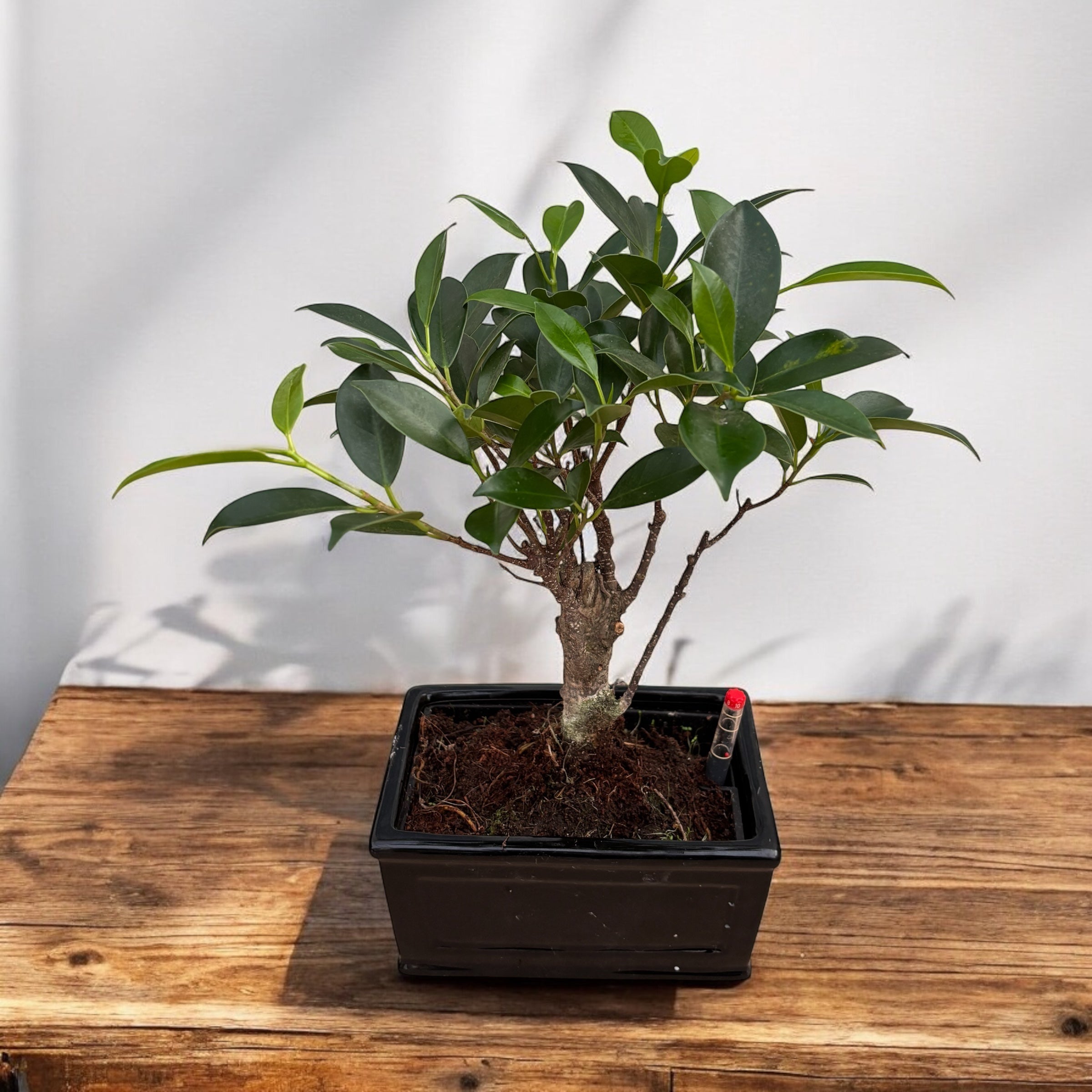 bonsai ficus arrosage