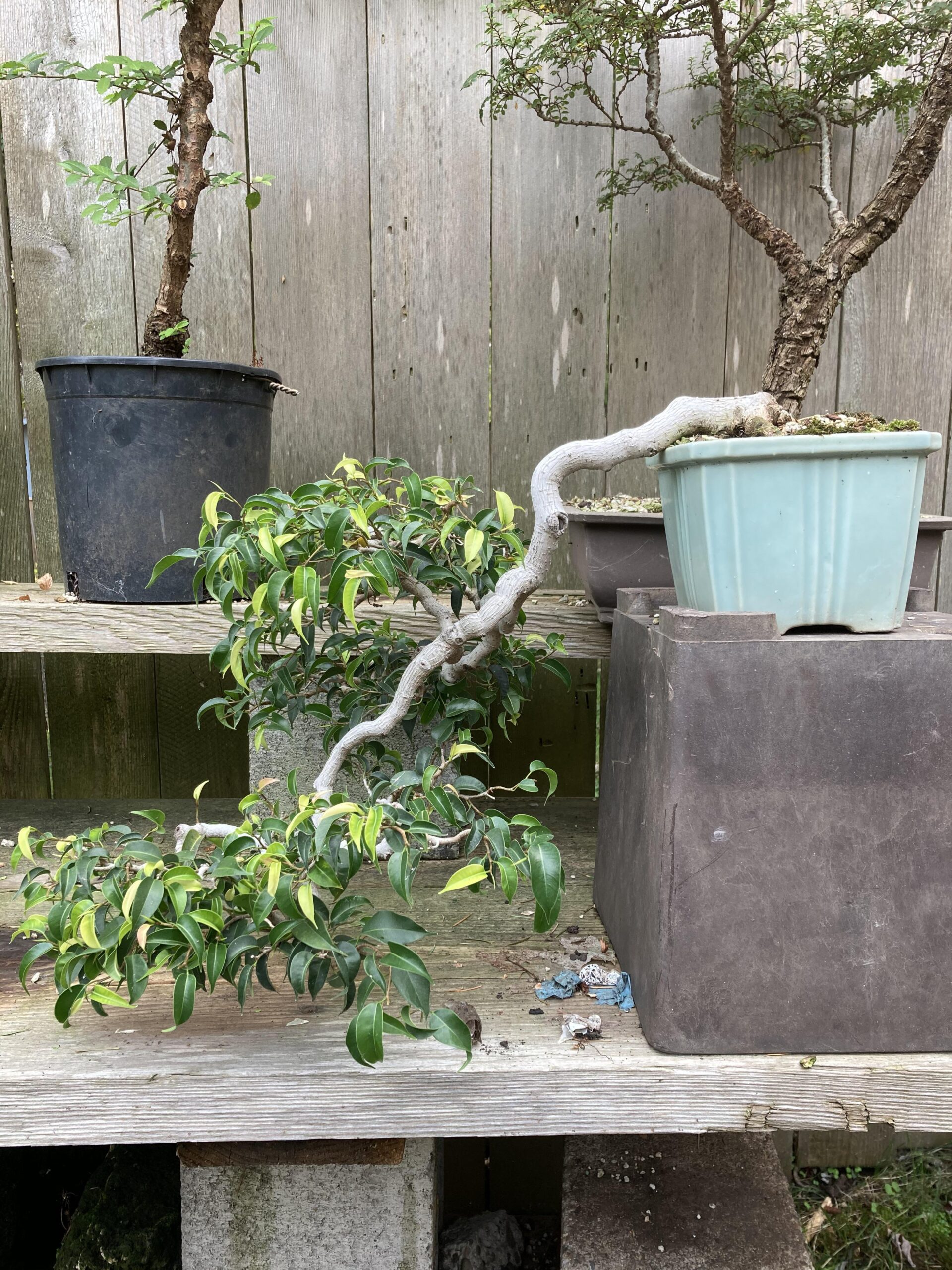 bonsai ficus cascade
