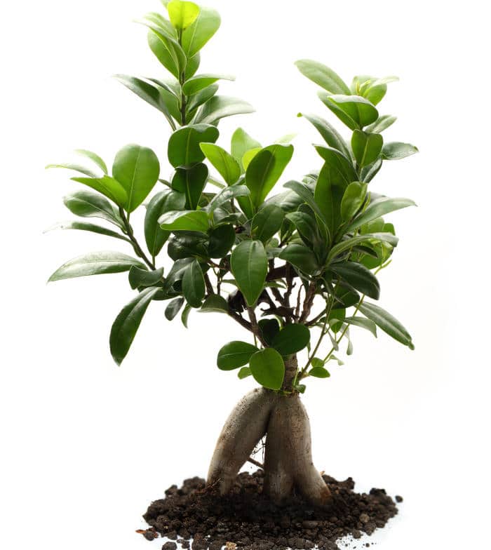 bonsai ficus comment s en occuper