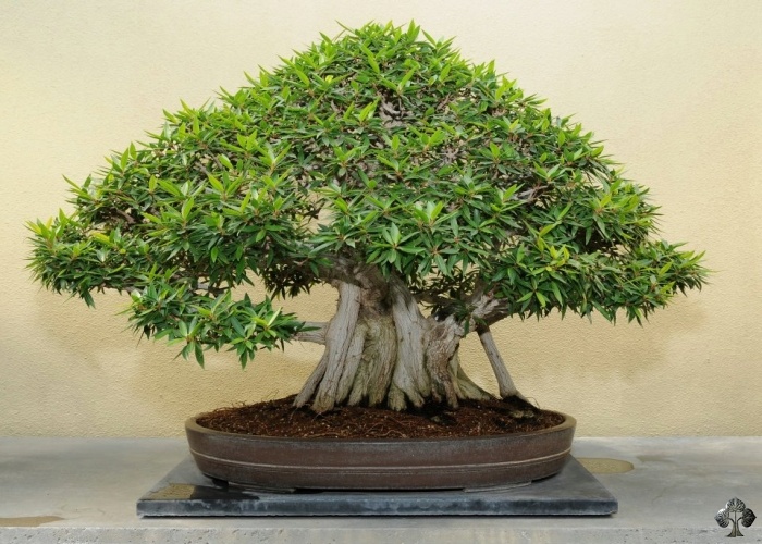bonsai ficus ginseng entretien